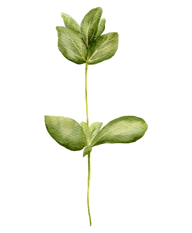 Illustration eines Zweiges Oregano
